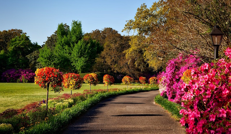 Un jardin - Un parc avec des fleurs.